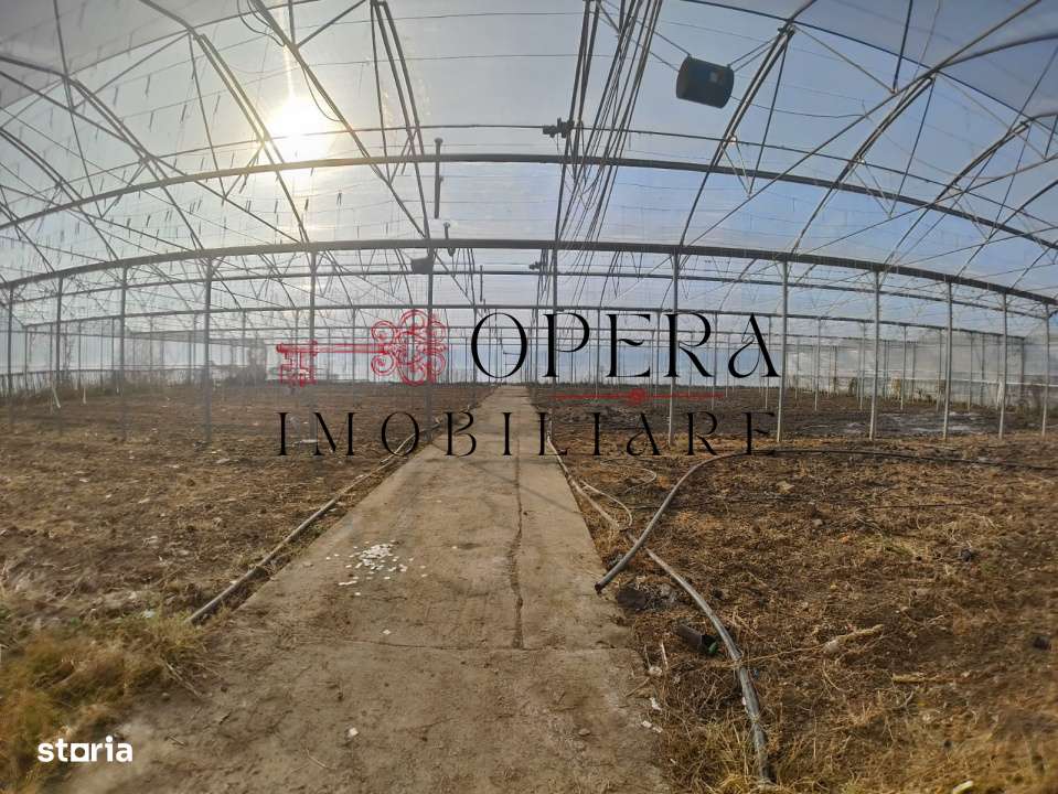 Teren intravilan 5000mp+Cladire265mp + Sera(2500mp), Rediu Aldei-Arone-6