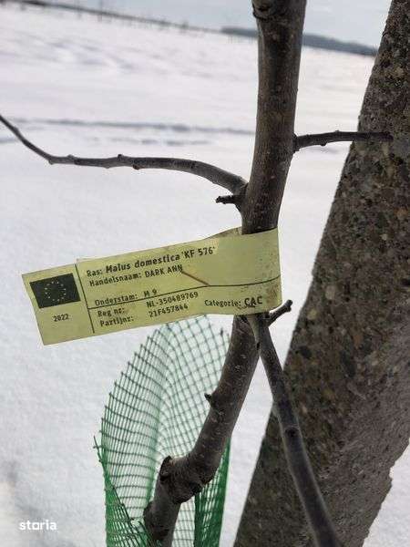 De vanzare plantatie de mar - Imagine principală: 4/6