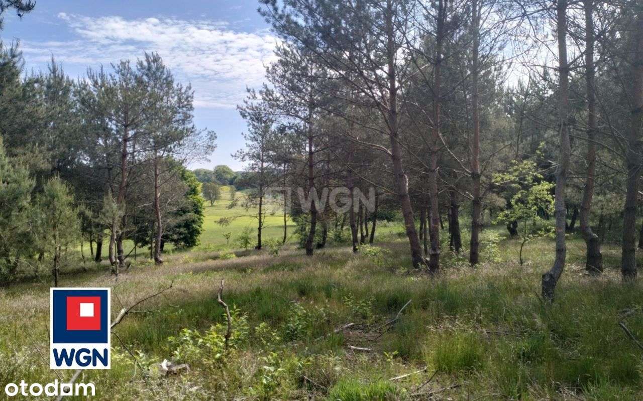 Działka, 3 196 m², Osetno - Pełny obrazek: 5/12