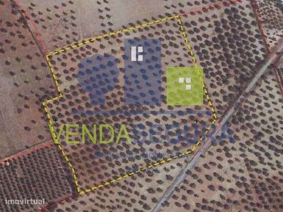 Terreno Rústico com Olival | 3,975 Ha| Moura - Grande imagem: 5/5