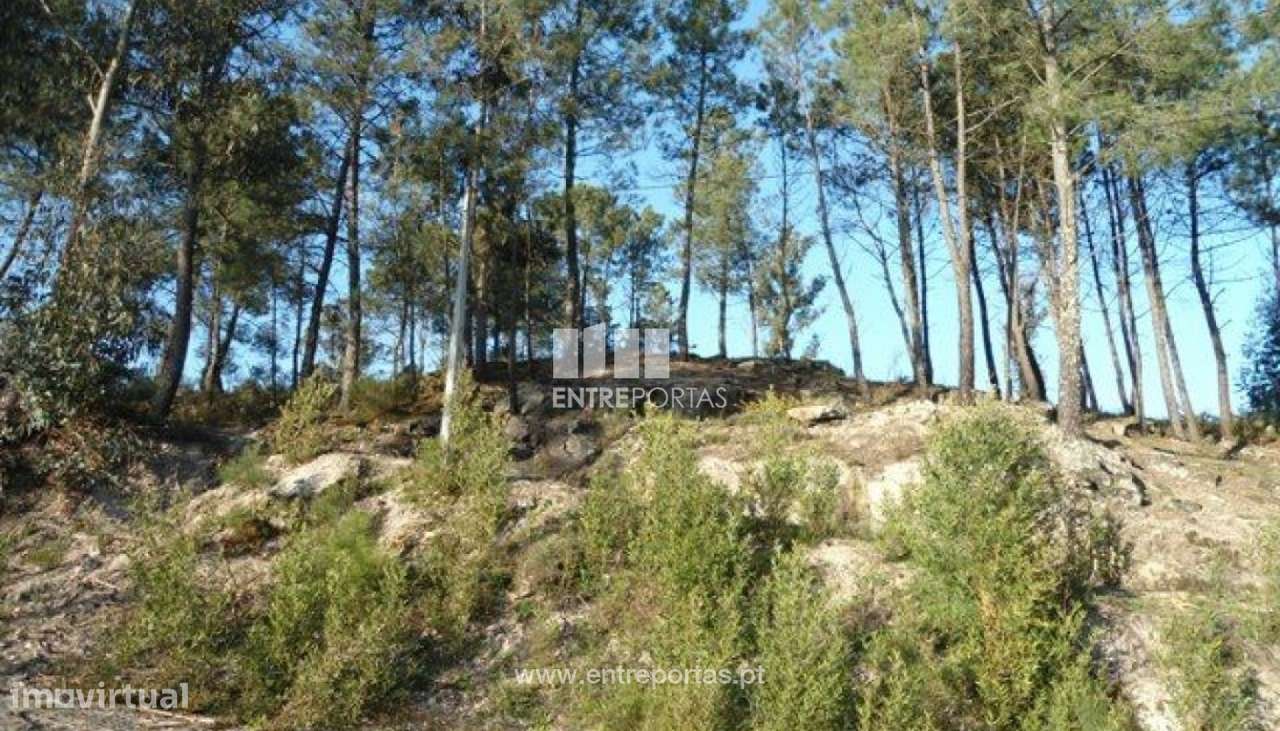 Venda Terreno, Banho e Carvalhosa, Marco de Canaveses - Grande imagem: 4/8