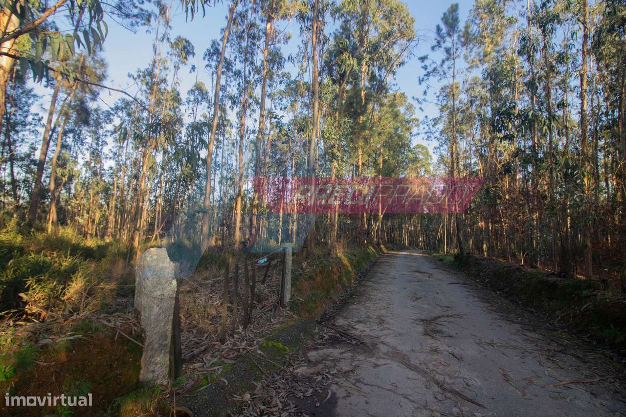 Terreno Florestal em Freiriz - Grande imagem: 3/4