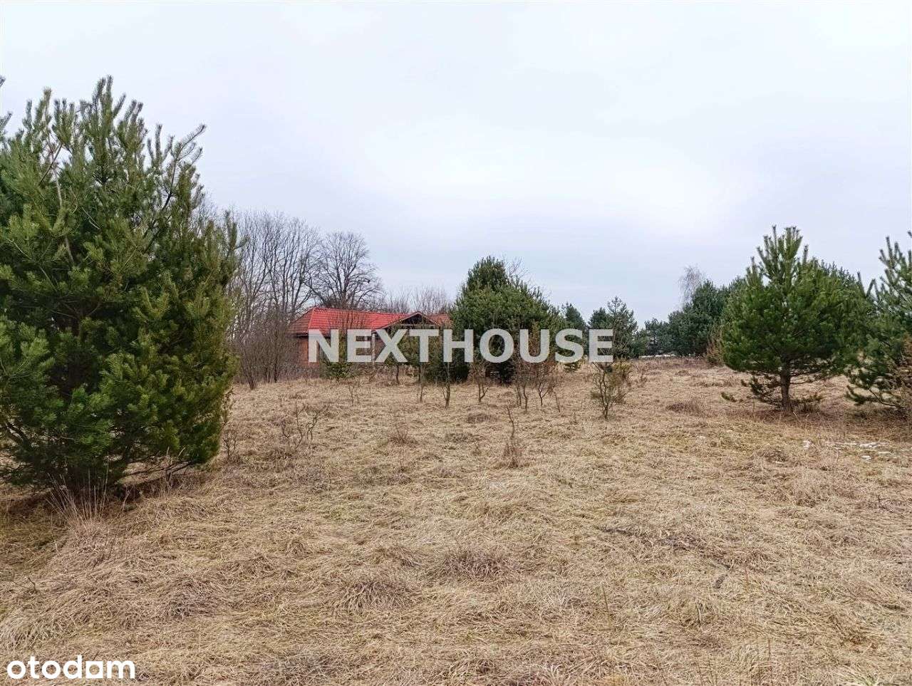 Gospodarstwo agroturystyczne na Jurze, Las - Pełny obrazek: 4/12