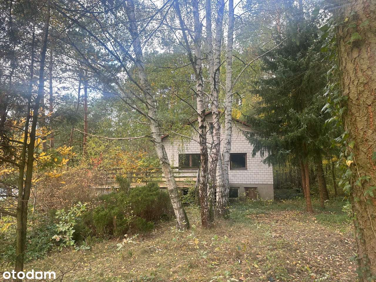 Dz. letniskowa blisko rzeki Świder 30 min z Warszawy S8 opcja podziału-5