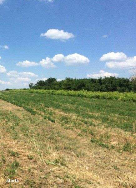 Teren intravilan Sat Draghiceanu, Com. Gogosari, Jud Giurgiu - Imagine principală: 5/7