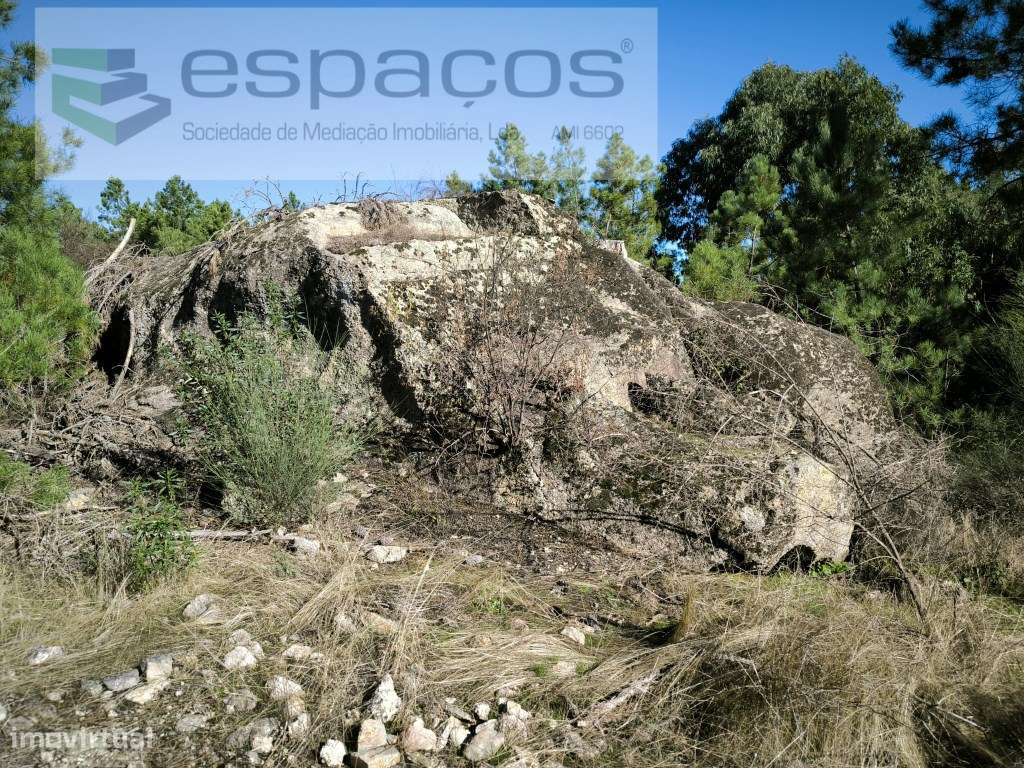 Terreno rústico com sobreiros - Salgueiro do Campo - Grande imagem: 2/8