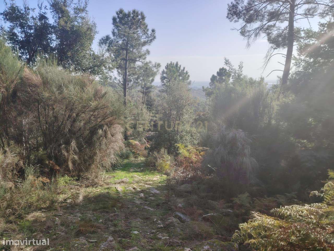 Terreno rústico, Louriçal do Campo, - Grande imagem: 5/8
