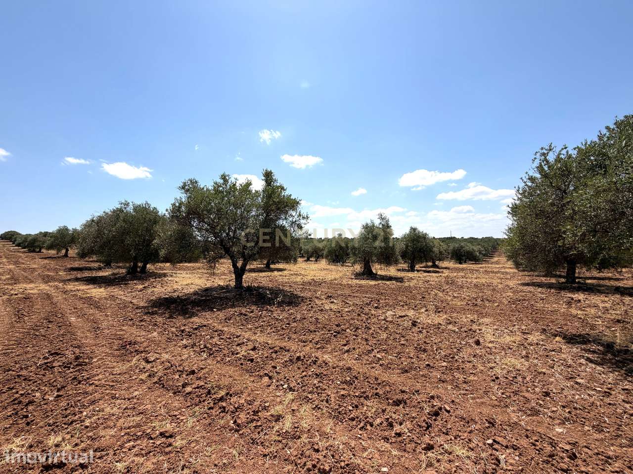 Herdade de Pandeira, Vinha e Olival em Produção em Reguengos de Monsar-10