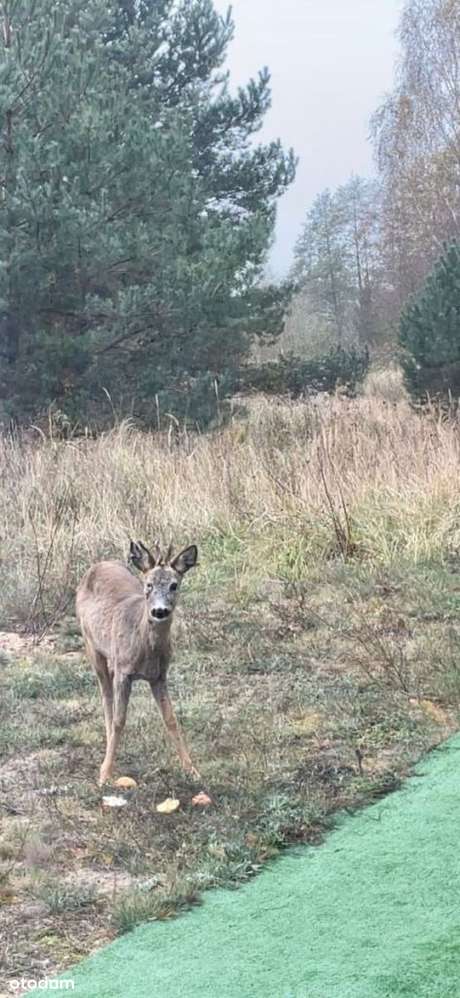 Dom na skraju Puszczy Zielonki-16
