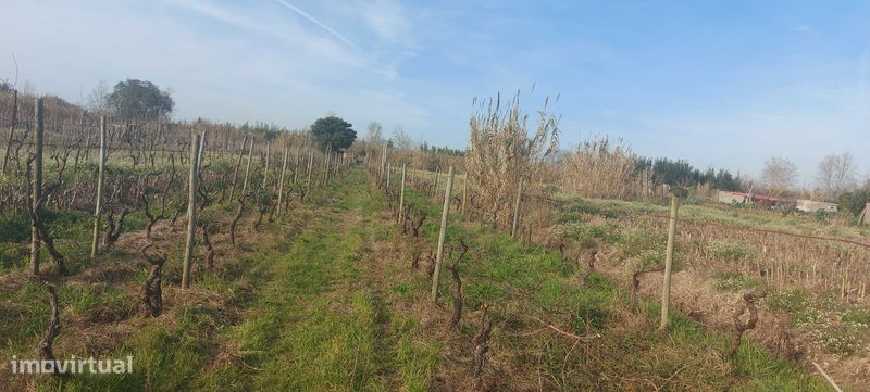 Terreno de cultivo - Grande imagem: 2/2
