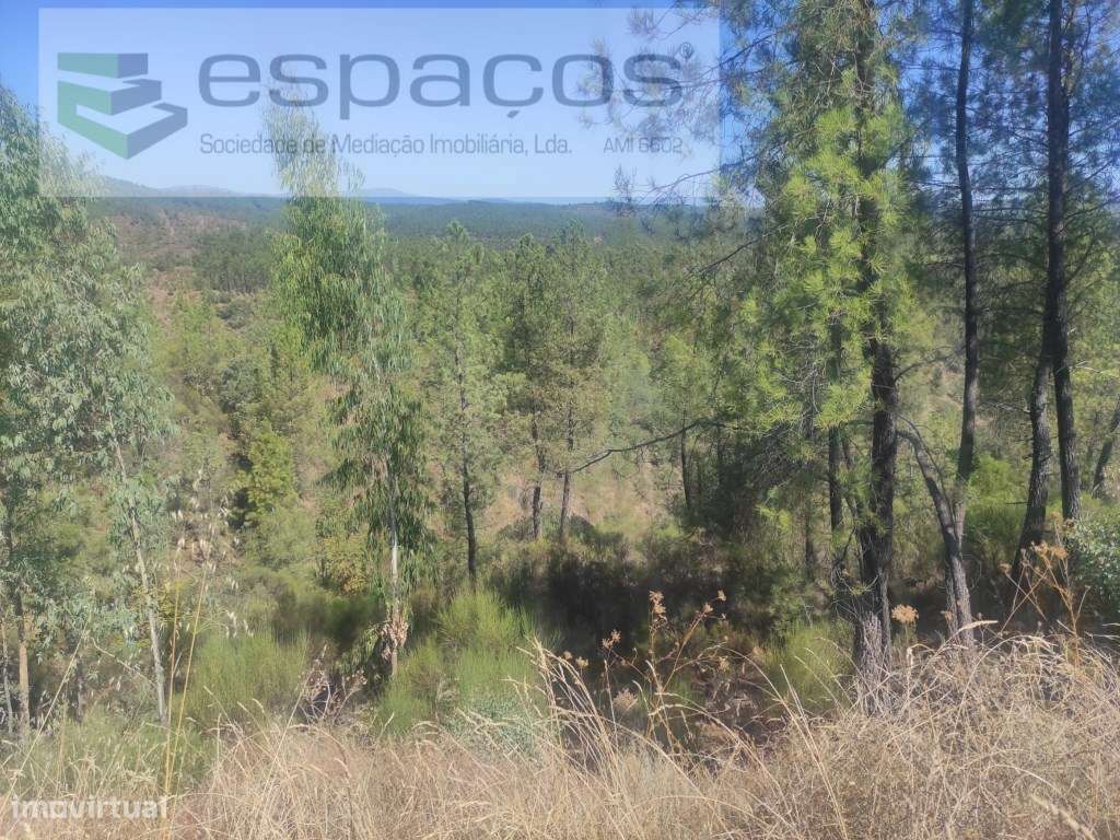 Terreno Florestal - Grande imagem: 5/9