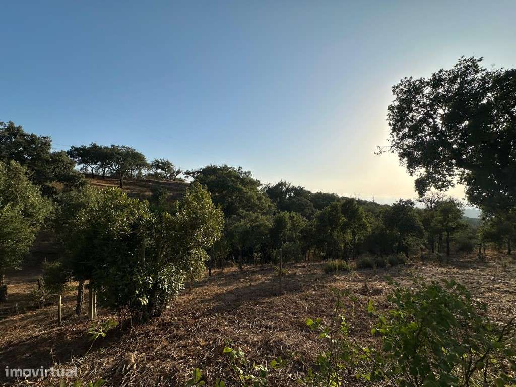 Monte Alentejano com 3,4 ha de natureza e potencial turístico-44