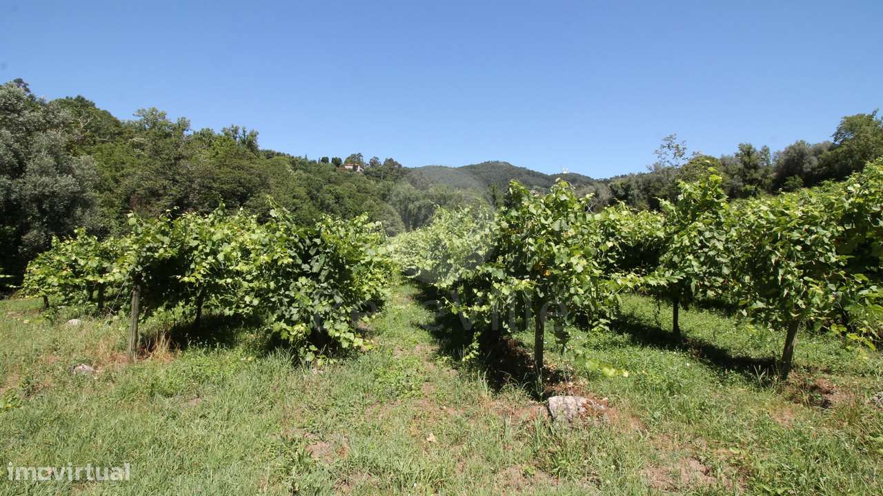Quinta entre Amares e Gerês com casa para recuperar e vinha - Grande imagem: 3/21