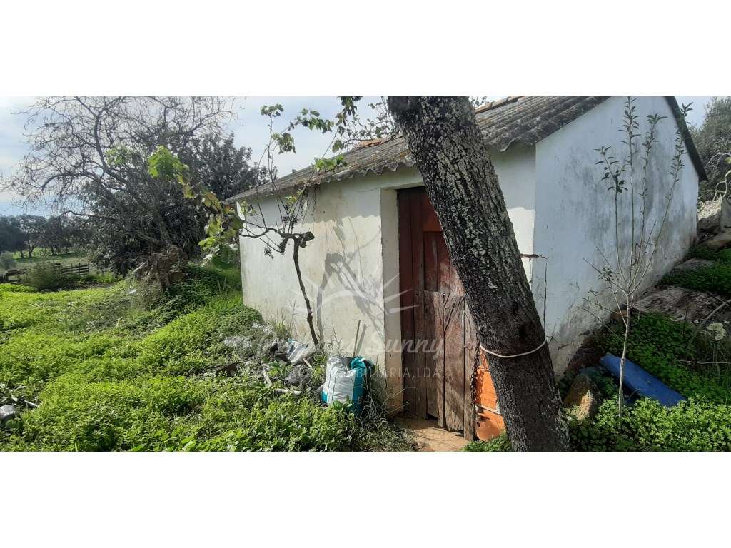 Quintinha 3 Ha com 2 habitações - Grande imagem: 3/14