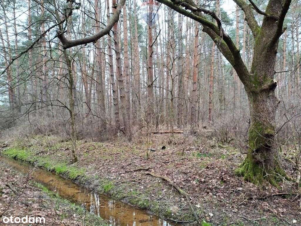 Działka leśna z możliwością zabudowy w Mpzp - Pełny obrazek: 5/13