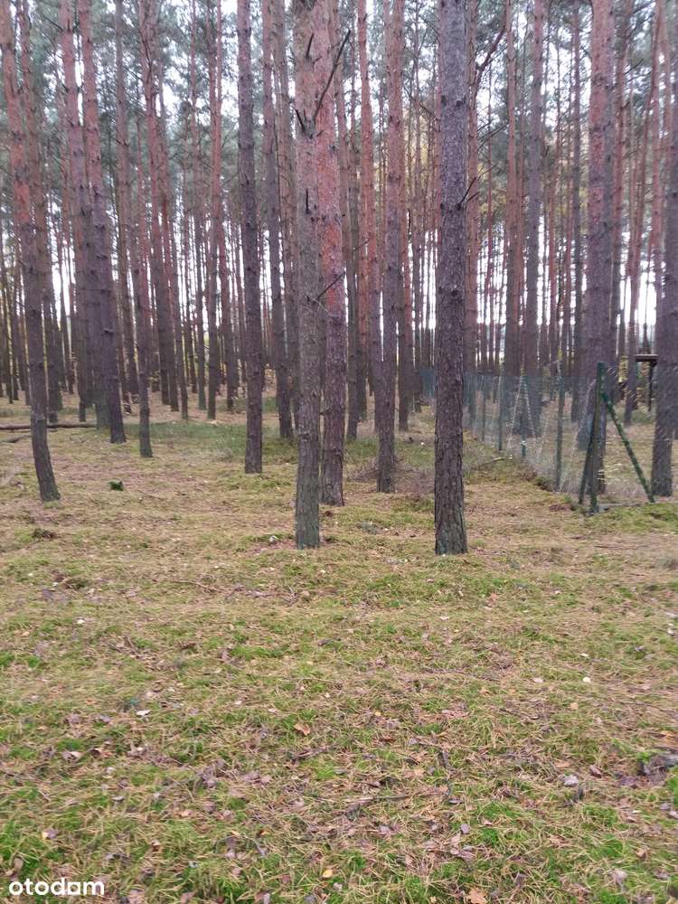 Duże działki w otoczeniu lasu i jeziora – Józefina - Pełny obrazek: 5/12