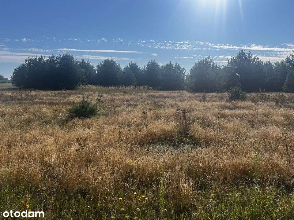 [Na sprzedaż działka 8 arów (Trzęśniew)] - Pełny obrazek: 4/8