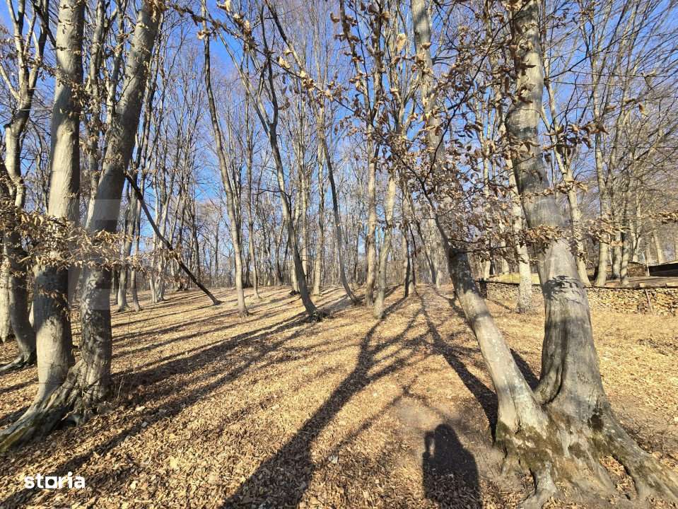 Teren cu sufrafata de 1100 mp in Padurea Faget - Imagine principală: 4/10