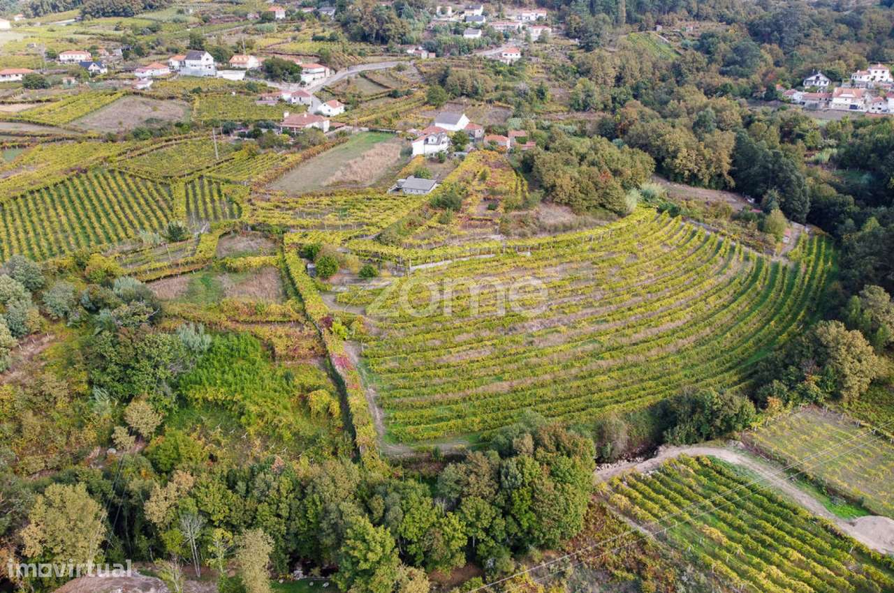 Duas moradias em quinta com produção de vinha em Roussas, Melgaço - Grande imagem: 5/60