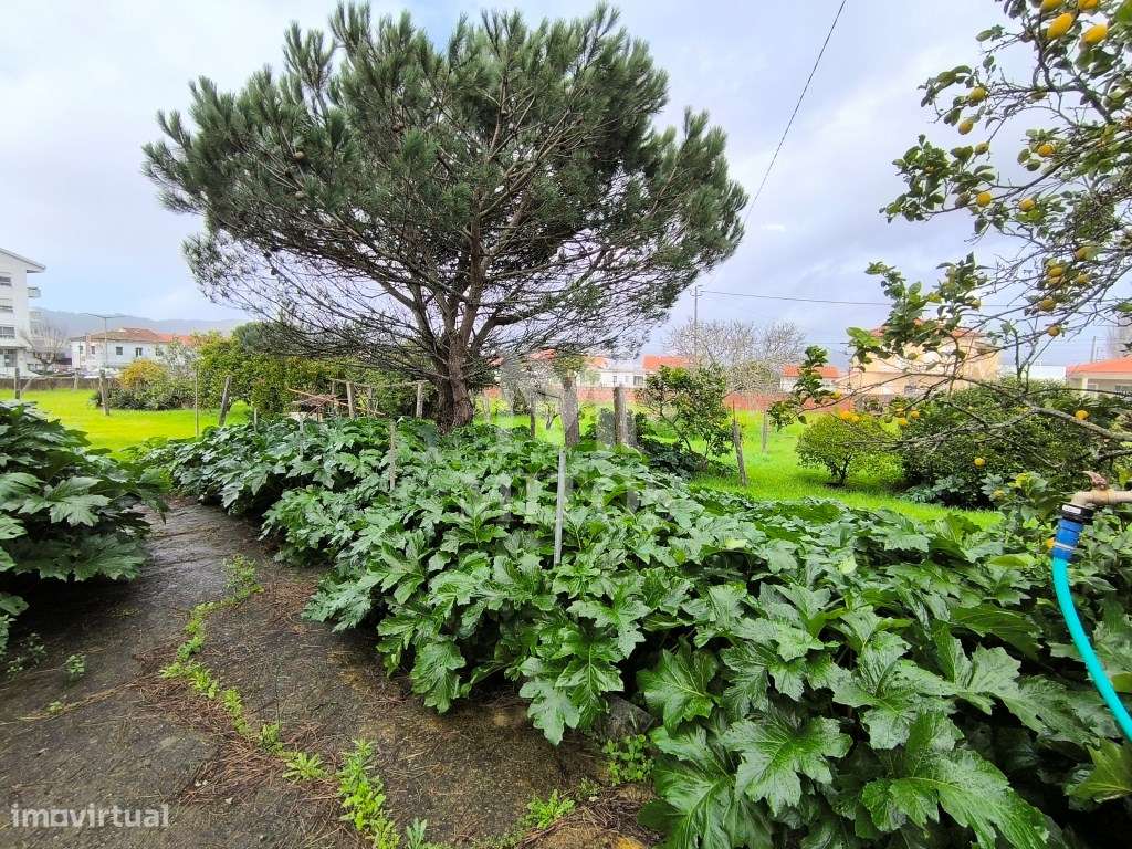 Quinta com terreno em zona de construção - Darque - Grande imagem: 4/15