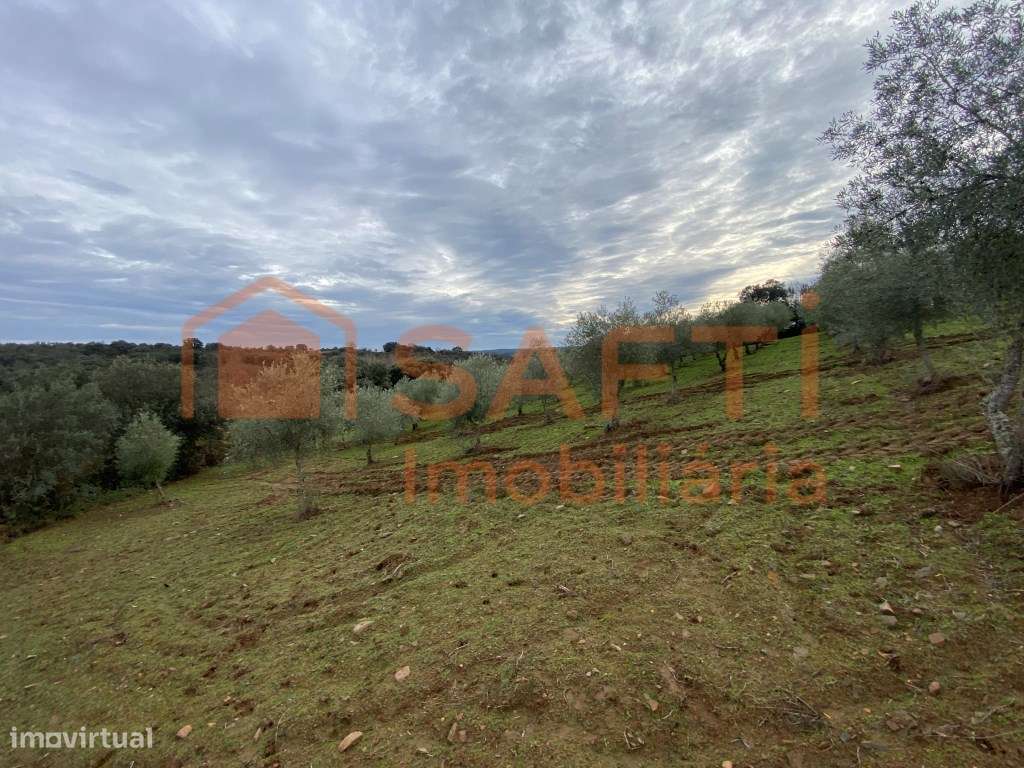 Olival de Excelência com 2,2 Hectares em Macedo de Cavaleiros - Pro...-9
