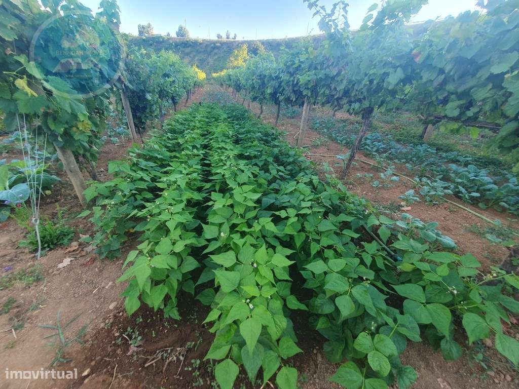 Quintinha à venda- Arco de Baúlhe-25