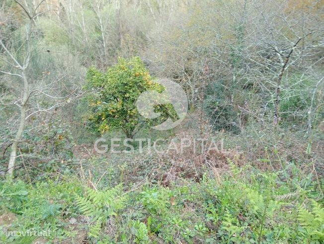 Oportunidade Única: Quinta para Habitação, Turismo ou Agricultura em M-35