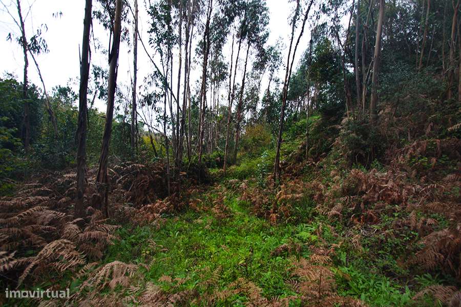 Grande propriedade, com floresta e 2 ruínas, Fraldeu, Óbidos-25