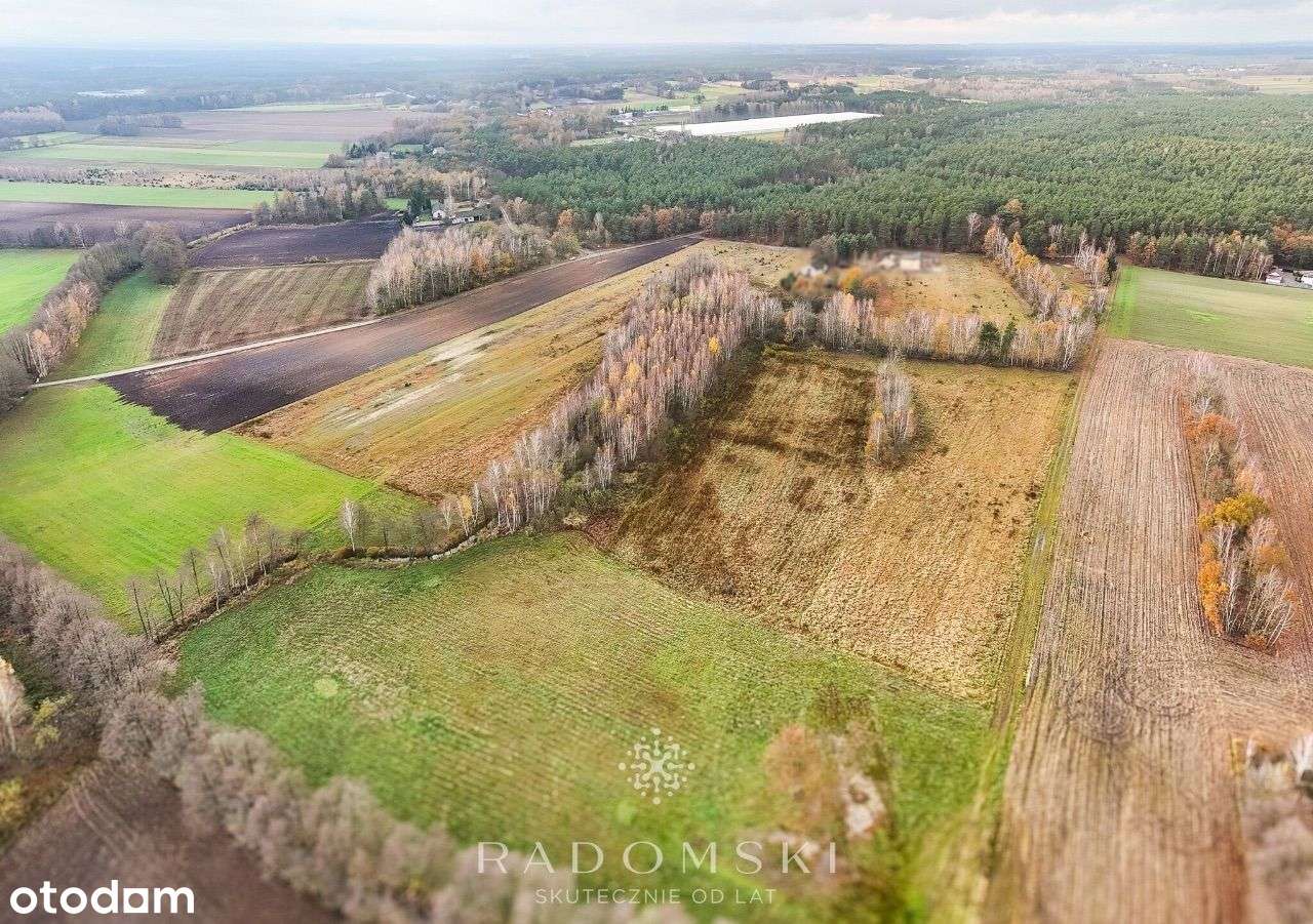 8 działek koło Brzezin | Las dookoła - Pełny obrazek: 5/9