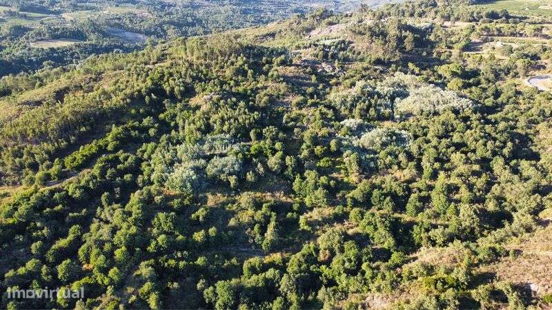 Terreno com 16 hectares para aviários, vinha ou paineis fotovoltaicos - Grande imagem: 4/11