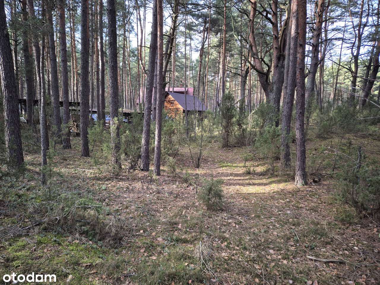 Cicha działka leśna. Popowo Letnisko. Serock. Zalew Zegrzyński. MPZP. - Pełny obrazek: 5/8