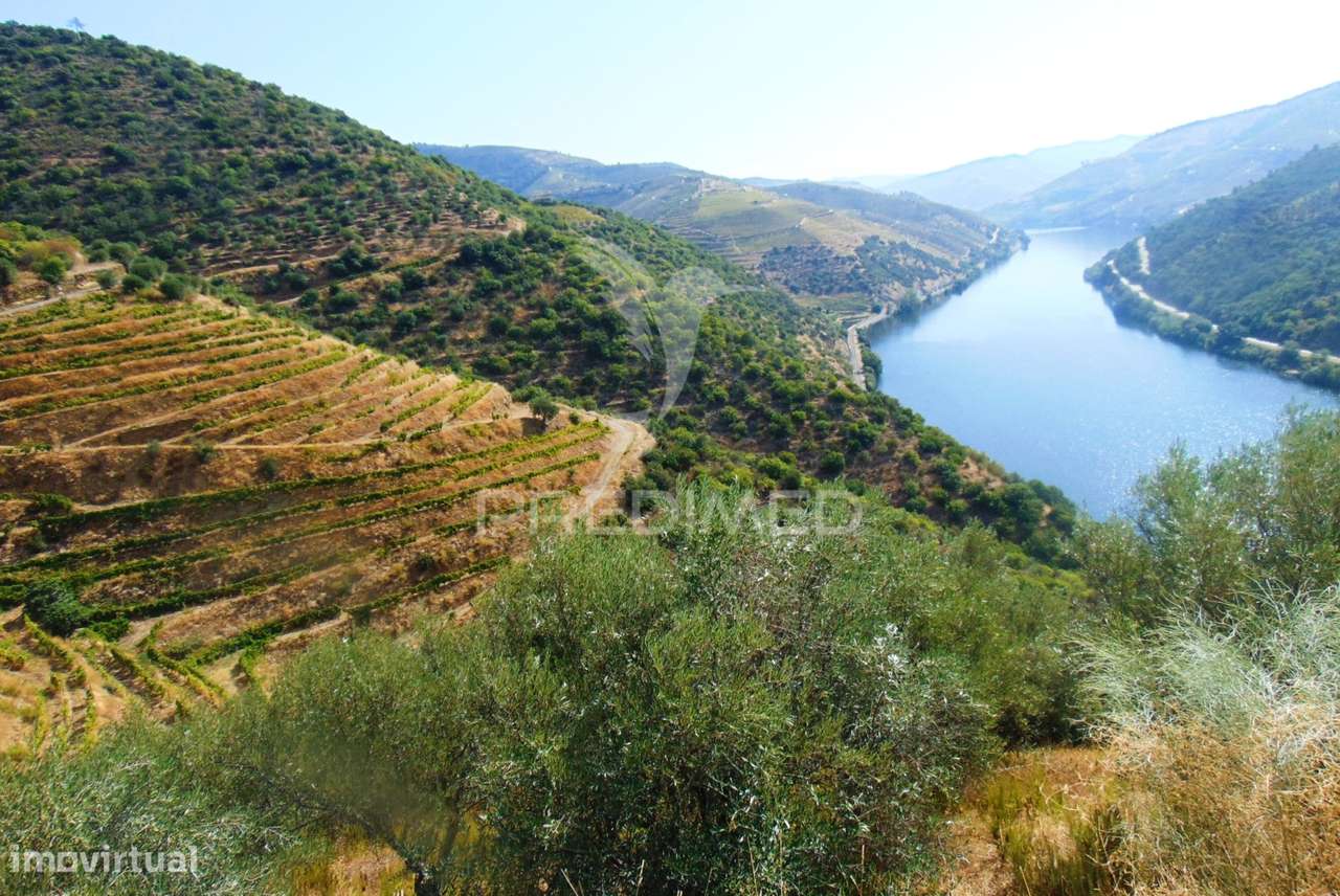 Vinha em Produção no rio Douro - Grande imagem: 3/30