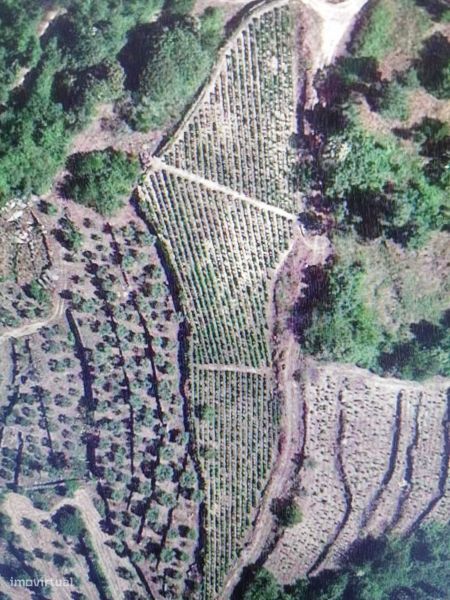 Vinha velha Salzedas–Tarouca (Região Távora–Varosa): 0.4 ha/8 Pipas