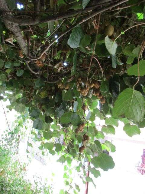 Quintinha em Roriz-23