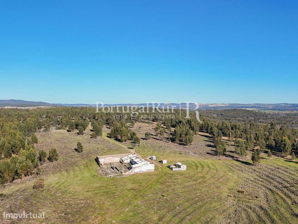 Herdade de 1000 ha com eucaliptal, ruínas e barragem - Grande imagem: 4/15