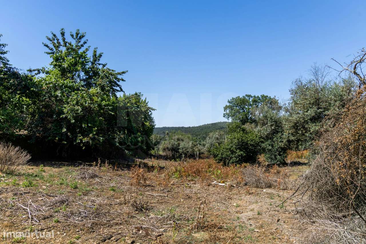 PROPRIEDADE DE CARÁTER NA N2 | 400 m² DE CONSTRUÇÃO, OLIVAL E POTEN...-18