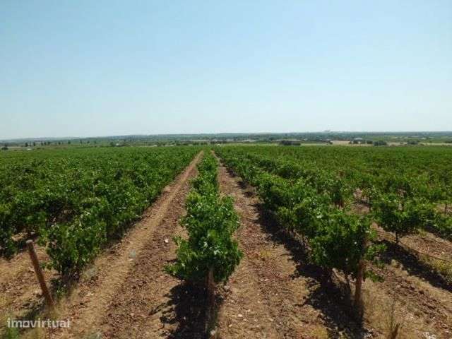 Vinha com 33ha - Grande imagem: 2/14