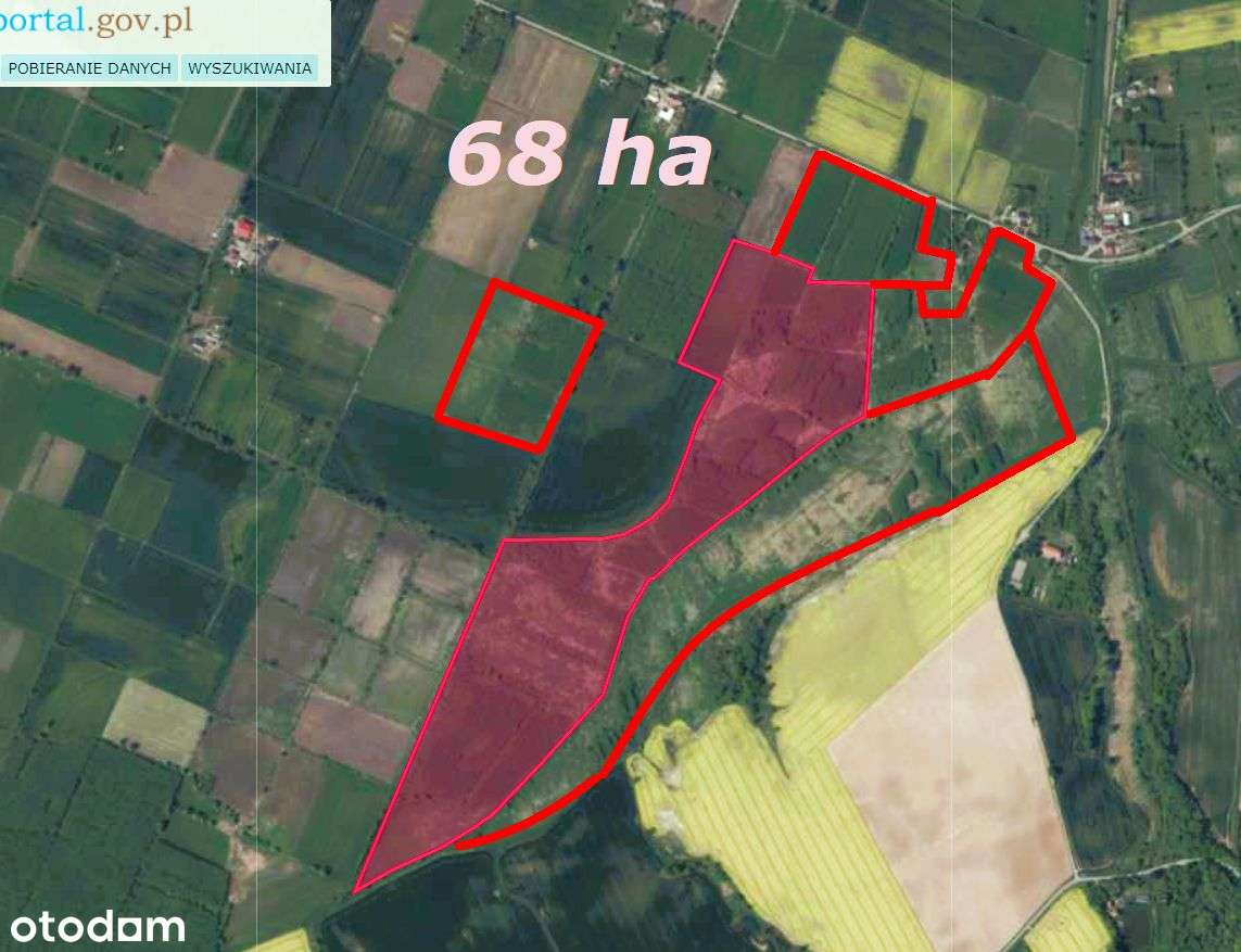 Grunty rolne: Stankowo, aktywne plantacje wierzby - Pełny obrazek: 5/7