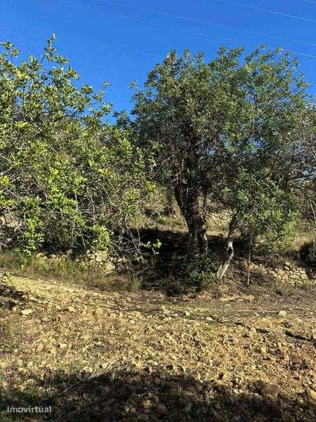 Terreno rústico com poço - Grande imagem: 5/8