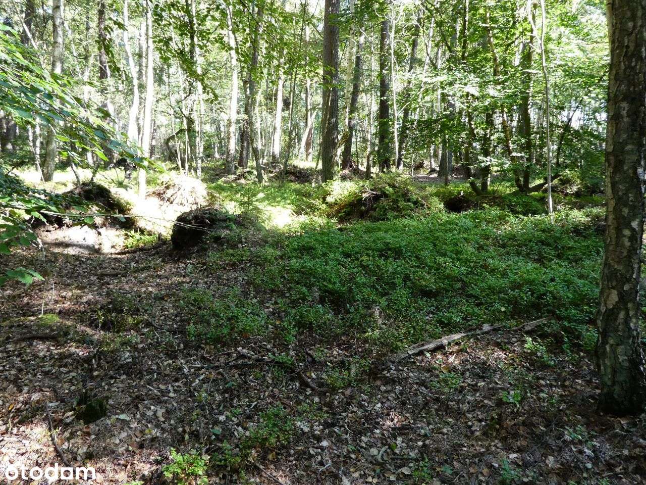 Działka nr 7/44 - zabudowa usługowa _Międzyzdroje - Pełny obrazek: 4/5