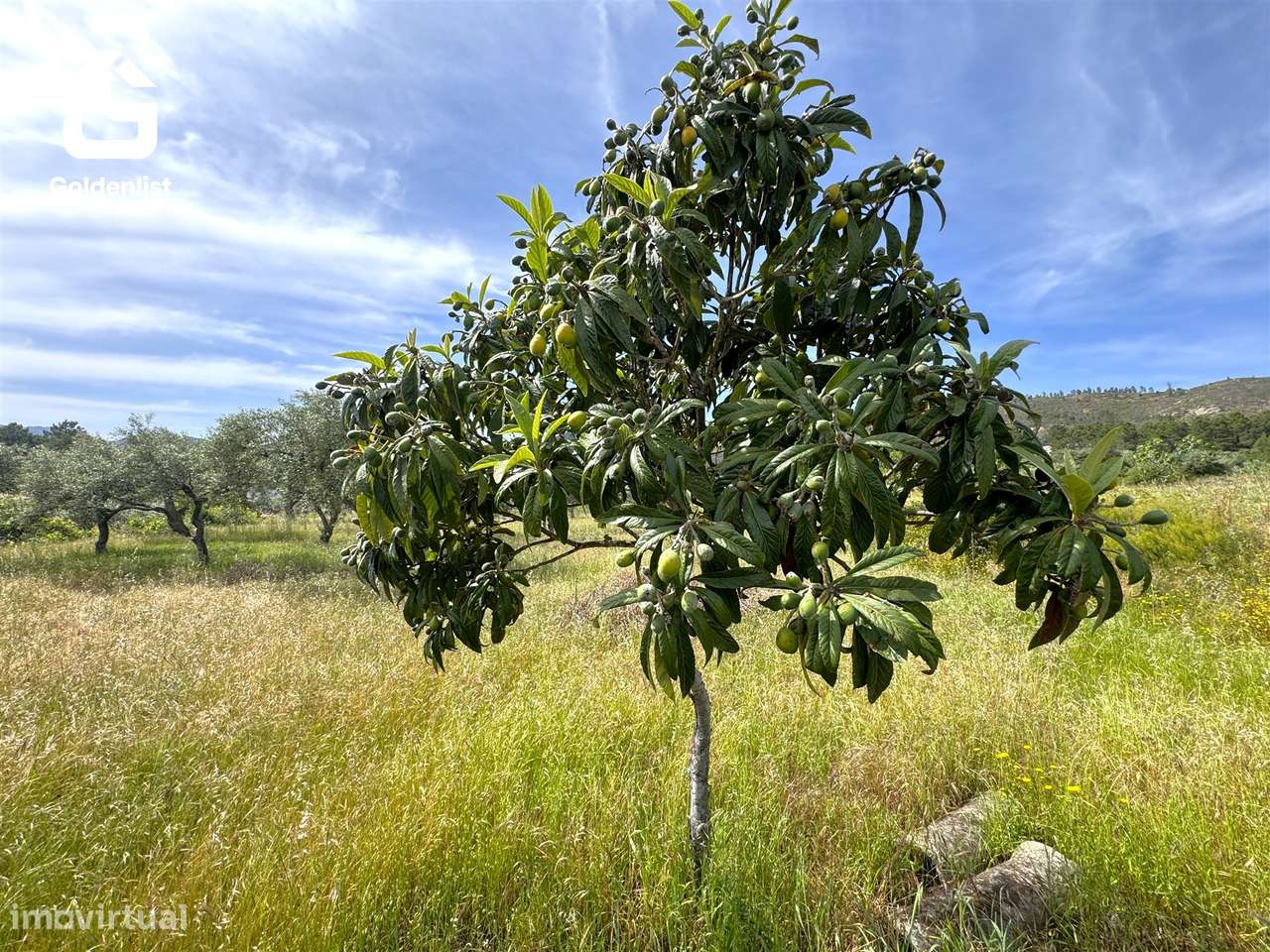 Quintinha T0 Venda em Vale de Prazeres e Mata da Rainha,Fundão-27