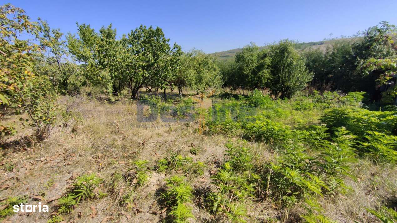 Casa langa PĂDURE + anexe + 6400 mp TEREN intravilan - sat HĂRPĂȘE - Imagine principală: 2/18