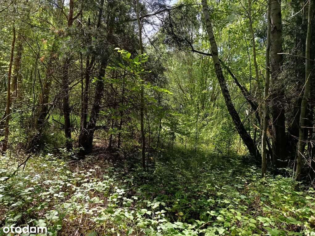 Działka w Doliwiu-5