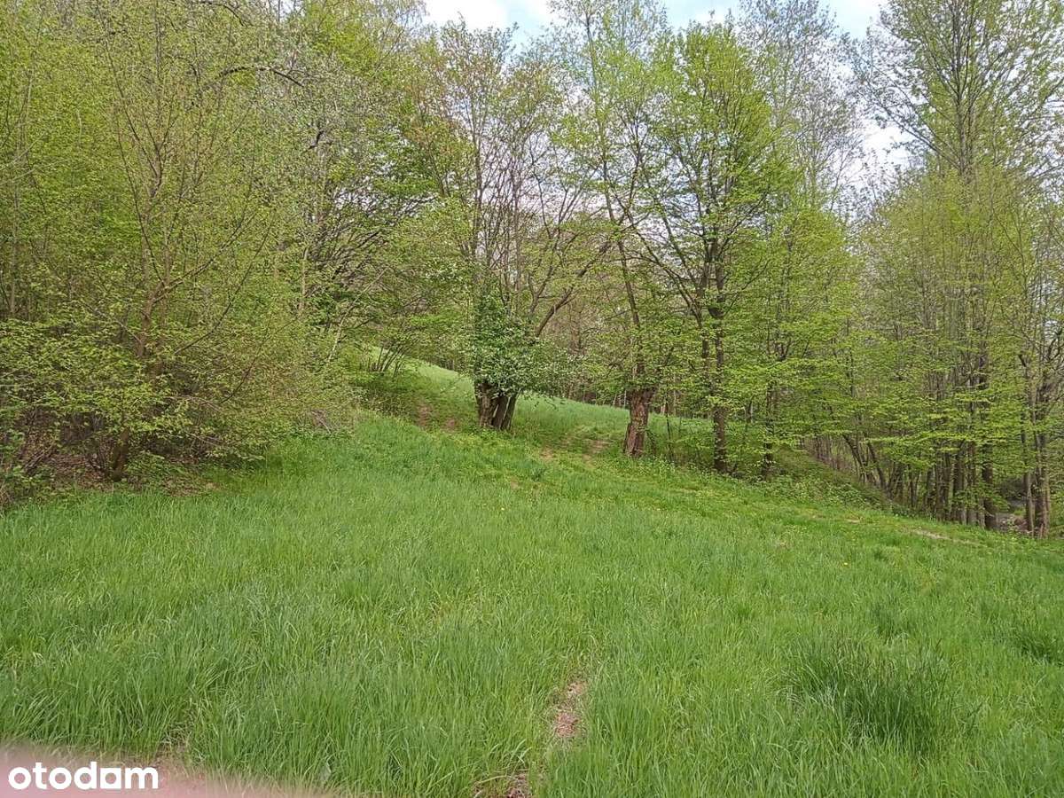 Magiczne siedlisko z lasem, rzeczką i historią-9