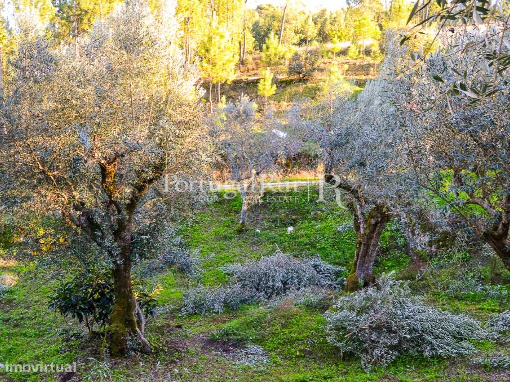 Casa Rústica com quintal e anexo para recuperar em Proença-a-Nova - Grande imagem: 5/57