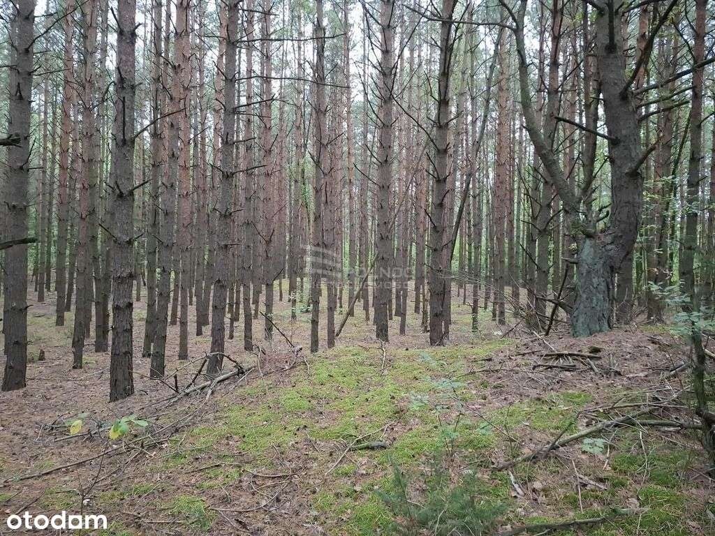 Działka, 64 200 m², Uhowo - Pełny obrazek: 4/4