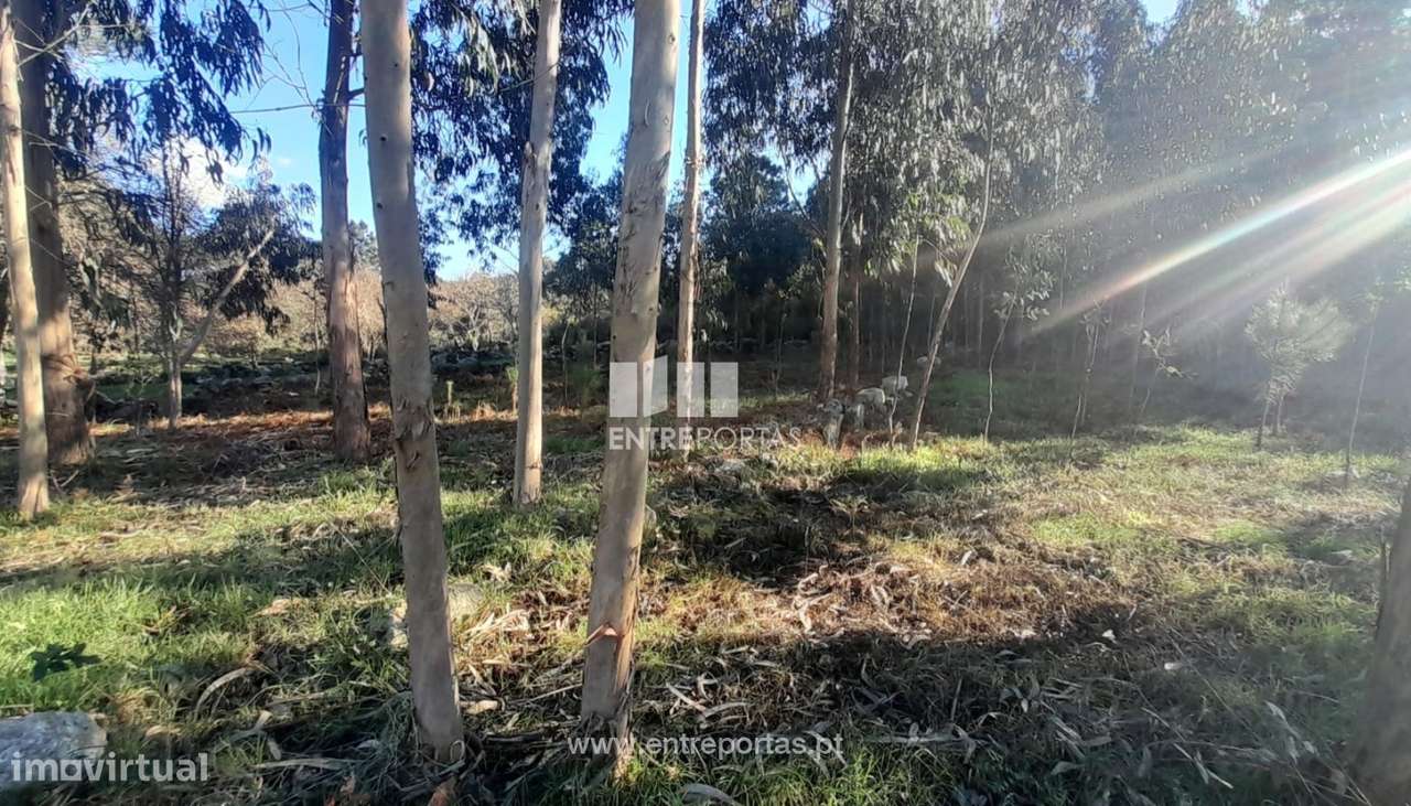 Terreno para venda, Âncora, Caminha - Grande imagem: 5/12