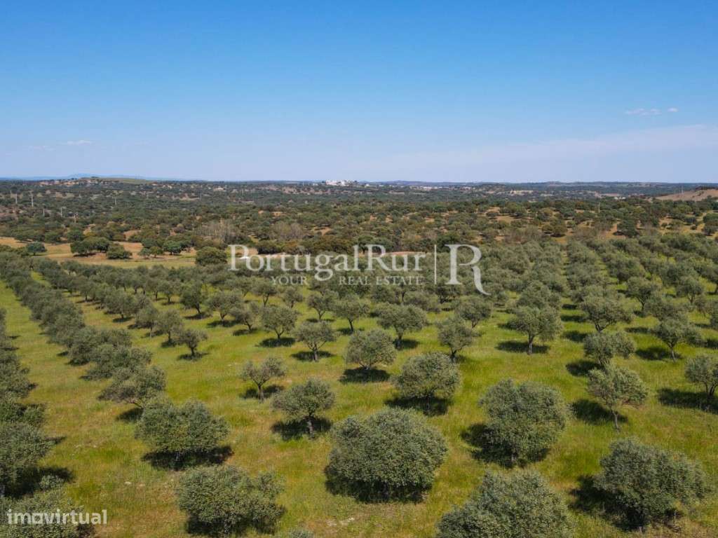 Herdade com 22,62 ha confinante com barragem - Grande imagem: 5/50