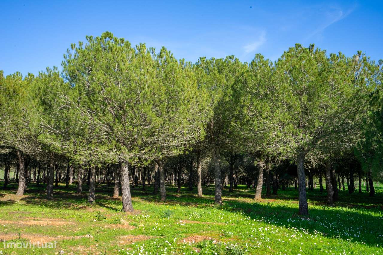MONTE ALENTEJANO NO ALANDROAL, ÉVORA-11