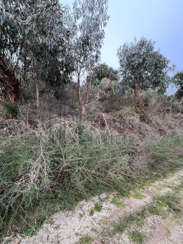 Terreno localizado na freguesia de São Tomé de Covelas - Grande imagem: 4/8